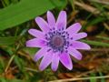 Anemone hortensis